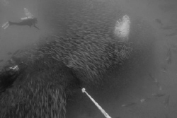 Ascending from the U-352 wreck.   by David Heidemann 